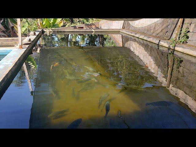 Com ter um lago em casa com água cristalina,  gastando pouco dinheiro.