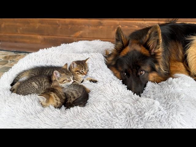 Protective German Shepherd Watches Over Foster Kittens as They Sleep