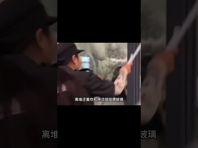 熊猫界的社交悍匪离堆 #大橙子数据 #panda #熊猫生活 #熊猫生活