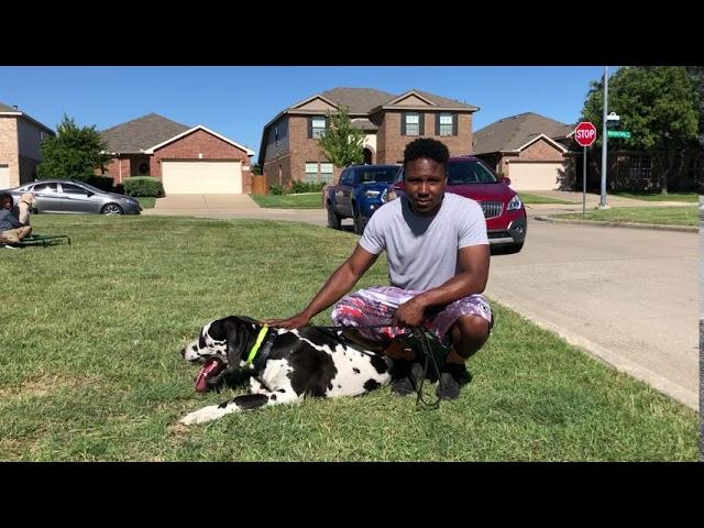 Southlake Dog Training | Tip Top K9 | Ricoh Glover