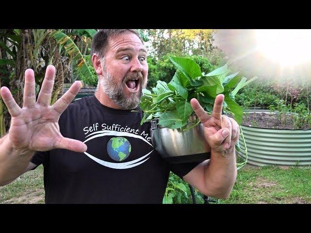 7 Top Vegetables EASY to Grow in a HOT Summer