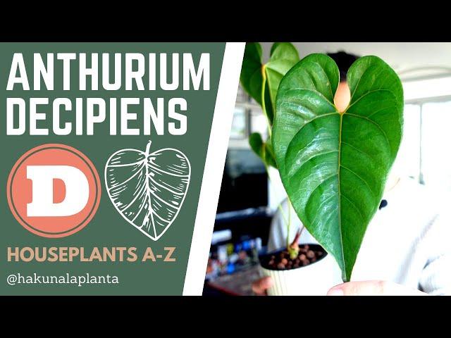 Repotting My Anthurium Decipiens AKA Salgarense (Houseplants A-Z)