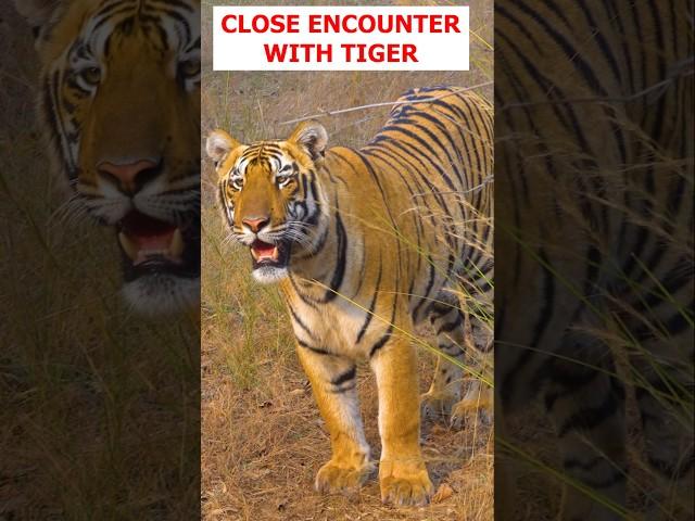 Close encounter with tiger Tadoba tiger reserve #tadoba #tadobajunglesafari #tiger #tigerreserve