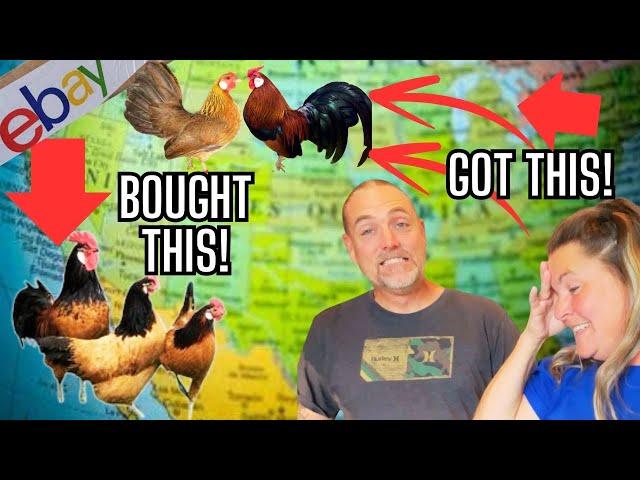 Wrong Chickens! Why Does The Universe Not Want Us To Have Vorwerk Chickens!? Farm Life Vlog