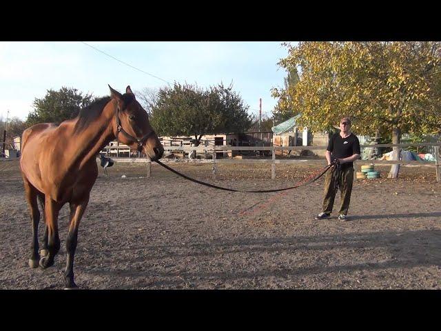 Работа лошади на корде.Советы новичкам.Horse work on the lane. Advice for beginners.