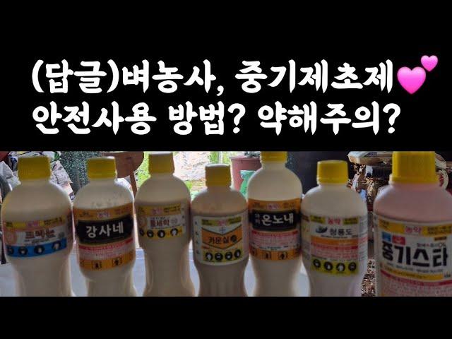 (답글영상) 벼, 중기제초제  안전사용방법? 약해주의? 등