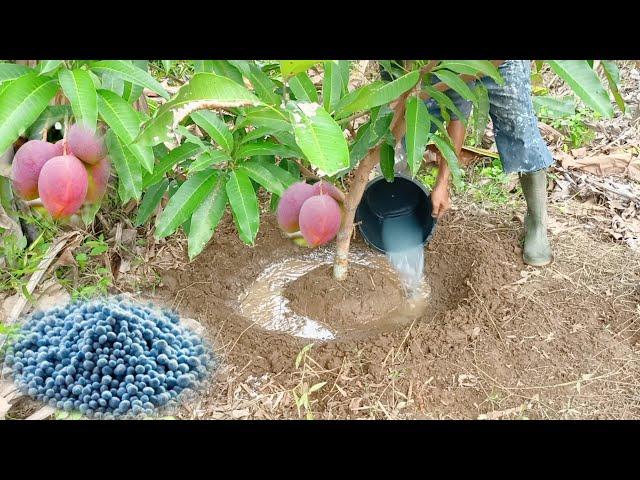 The Best Npk Fertilizer For Mango Trees | Best Npk Fertilizer