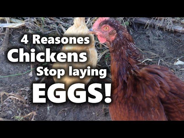 Why Chickens Stop Laying Eggs!