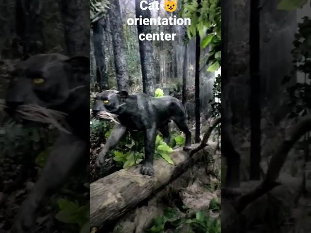 Cat orientation center @SGNP.. #sgnp #travelvlog #traveldiaries #shorts #catfamily