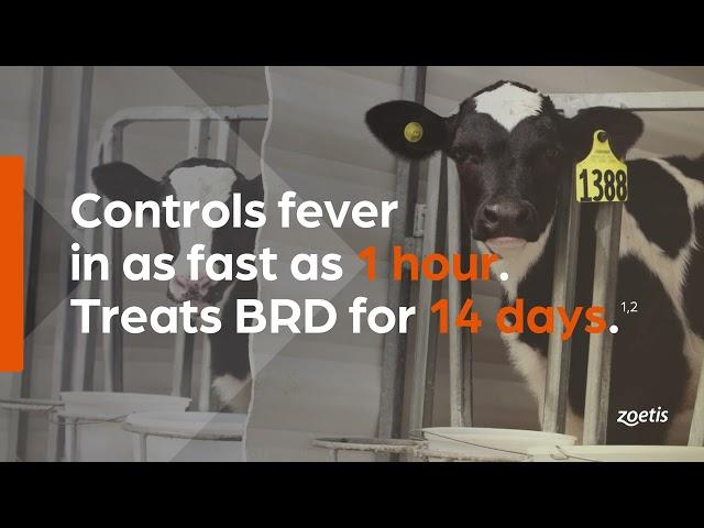 Draxxin KP Dairy Pre roll Video  30 sec