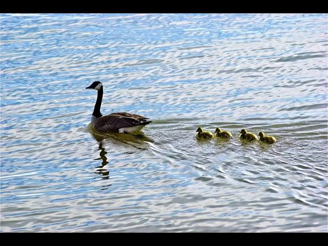 Lake Dardanelle State Park