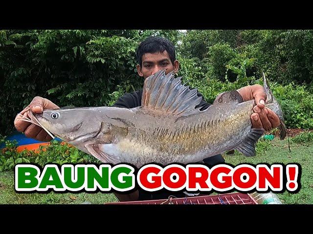 Mr. Beast Cat Fish! | Tajur Baung Saiz MEGA! Hasil Tak Banyak Tapi REZEKI Tak Disangka!