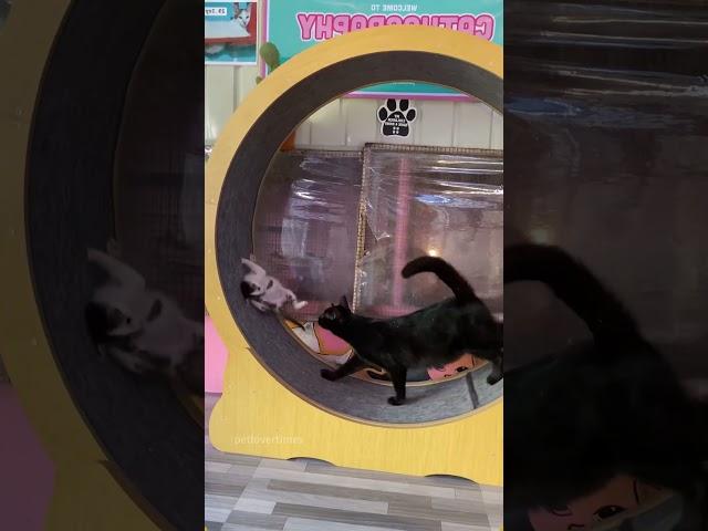 A sad kitten#cat #catsoftiktok #catlover #funny #funnyvideos #foryou #fypage #fypツ #funnycat