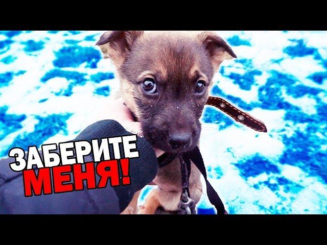 Rescue the puppy. The dog is looking for a home / SANI vlog