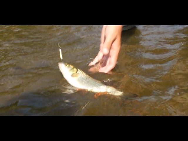 Chub fishing with spinning