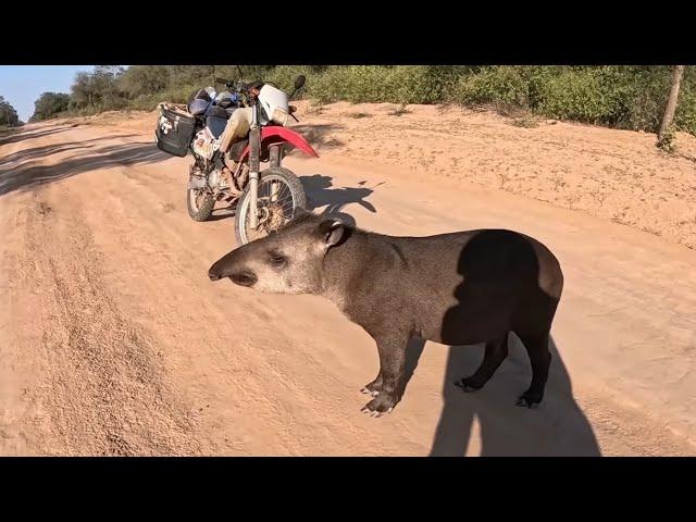 El TAPIR del MONTE IMPENETRABLE me viene al cruce | Viaje en Moto por Argentina [Cap. 26]