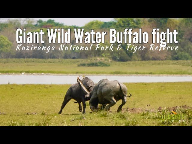 Giant Wild Buffalo fight | Kaziranga National park