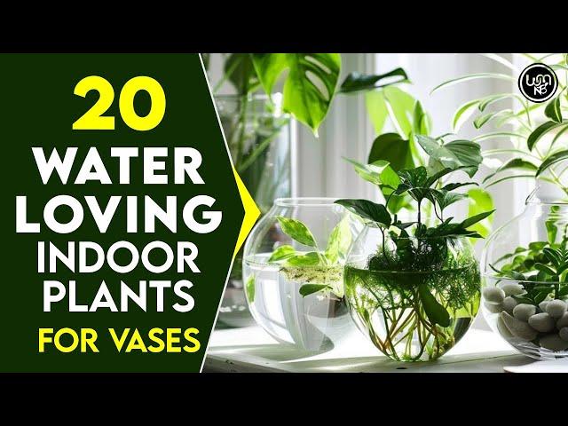 20 Water-Loving Indoor Plants | Best indoor plants to grow in Water Containers and Vases