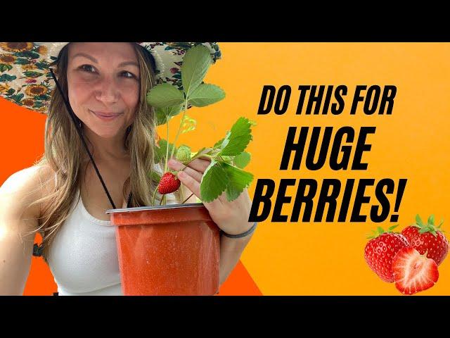 How To Make The Best Soil For Growing Strawberries