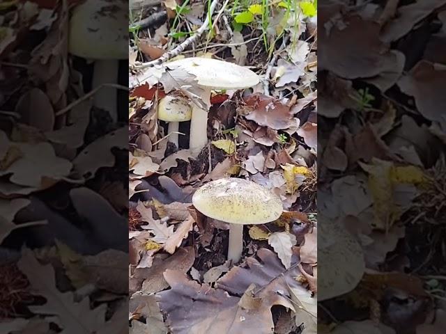 Настырные бледные поганки #болгария #природа #грибы #лес #fungi