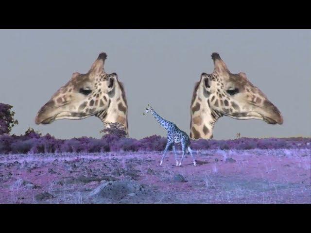 [YTP] National Giraffeic Teaches You Slnimals