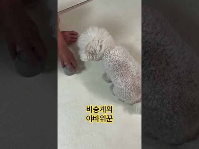 야바위하는 비숑 단디