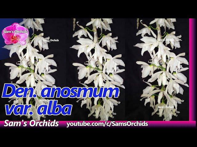 Dendrobium anosmum var. alba orchid blooming 2020