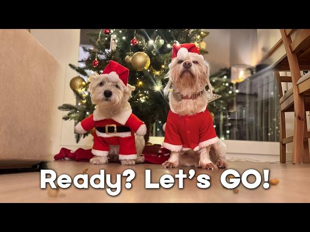 Try this Christmas Challenge with YOUR dogs! 