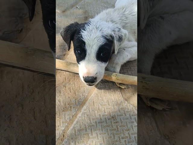 puppy for adoption near me | puppy sound effect  #puppy #sound #funnypuppy #puppyspot #happypuppy