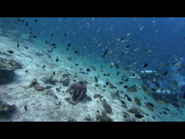 Descending into Shark Point, Ao Nang, Thailand--Cute fish rocking with the waves.