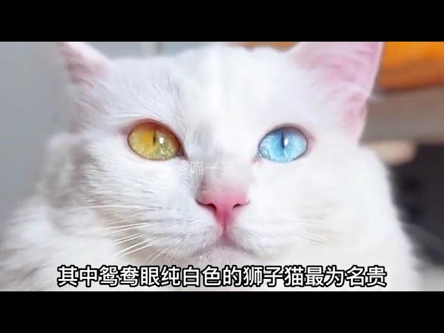 中华田园猫颜值巅峰，临清狮子猫！