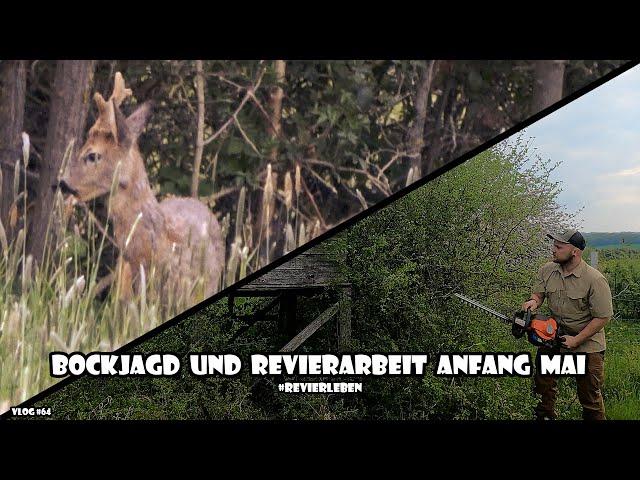 Bockjagd und Revierarbeit Anfang Mai / RevierLeben // Vlog 64