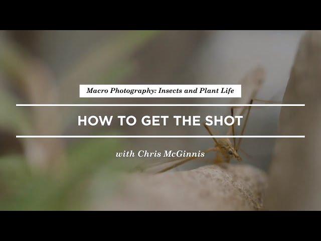 How to Shoot Macro Photography of Insects with ChrisMcGinnis | CreativeLive