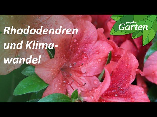 Diese Rhododendron-Arten vertragen den Klimawandel | MDR Garten