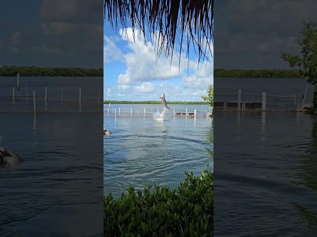 Amazing Dolphin Jumping #fyp #dolphin #foryou