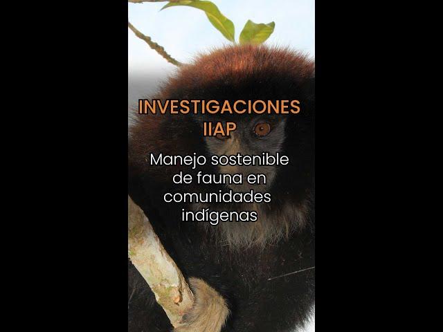 Investigaciones IIAP | Manejo sostenible de fauna en comunidades indígenas