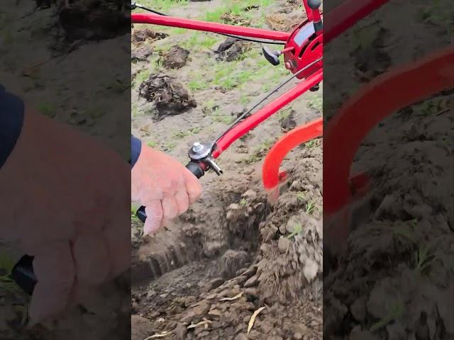 Пахарь на МТЗ #агротехнологии #agriculture