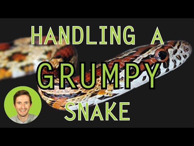 How to Handle a Grumpy Snake (Without Getting Bitten?)