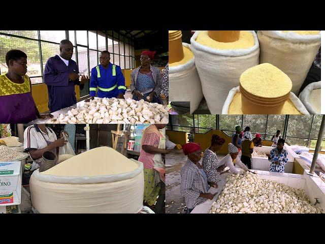 THE BIGGEST GARI FACTORY IN CENTRAL REGION OWNED BY THE CHURCH OF PENTECOST MEMBER - ELDER MENDS