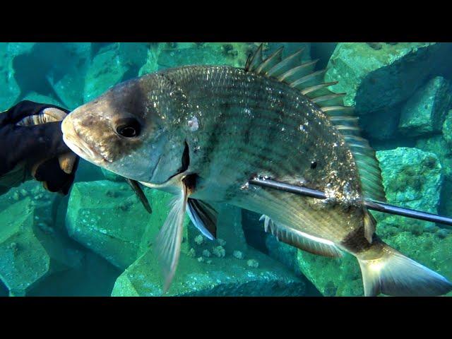 ΣΠΑΝΙΕΣ ΣΤΙΓΜΕΣ ΣΤΑ ΡΗΧΑ - RARE MOMENTS IN SHALLOW WATER SPEARFISHING