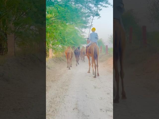 Tejaji ￼￼#rajasthani #song #desi #villagelife #desiculture #culture #shorts #camel #trending #views