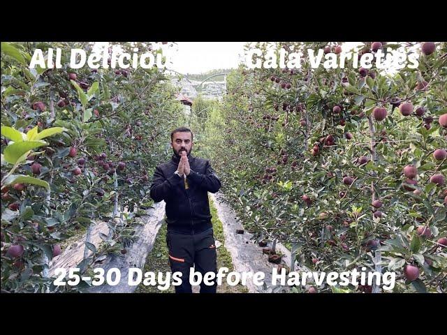 Different Apple Fruits (30 days before harvesting)