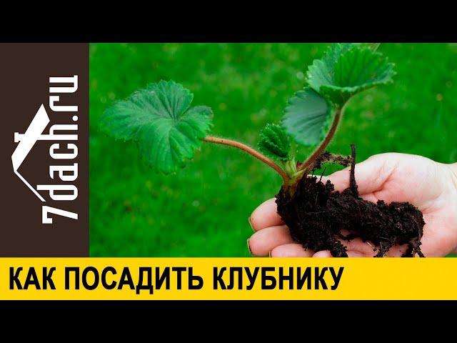  Как посадить клубнику (землянику садовую) осенью - 7 дач