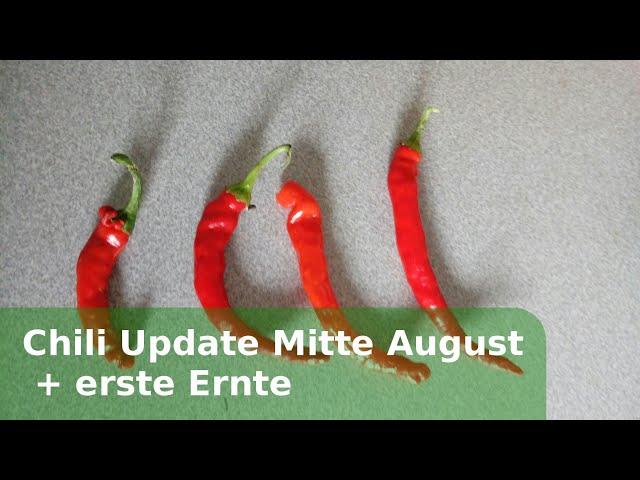 Chili Update und erste Ernte im August