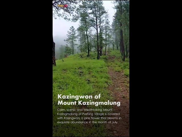 Kazingwon of Mt. Kazingmalung (Pushing) // New tourist destination of Ukhrul - Kamjong