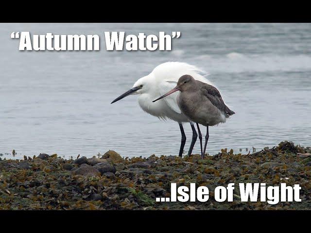 "Autumn Watch" on the Isle of Wight 2024