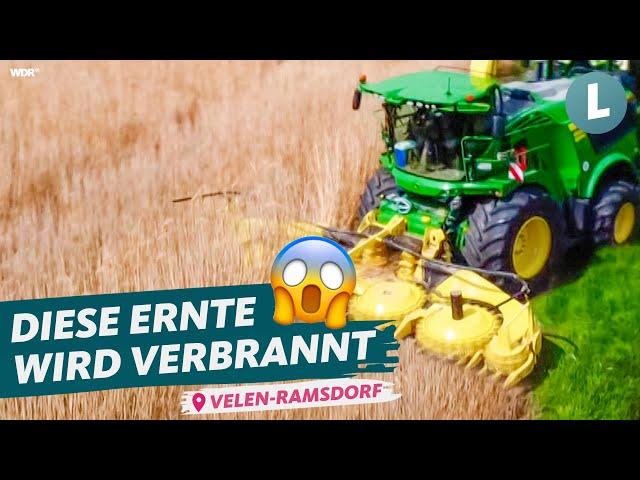 Alternative zu Öl und Gas: Nachwachsender Rohstoff zum Heizen | WDR Lokalzeit Land.Schafft.