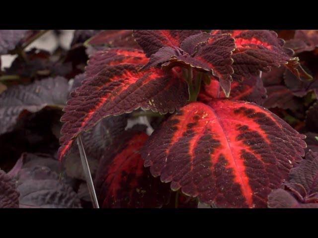 Sun Gardens With a Single Color Theme | At Home With P. Allen Smith