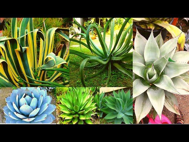 AGAVE VARIETIES - Plants Weekly