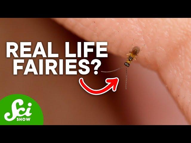The Microscopic Insect Smaller Than a Single Cell